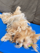 PetCool™ - Tapete refrescante para PET  I  5%OFF + 5% no Pix  I  Frete Grátis            🔥OFERTA RELÂMPAGO🔥